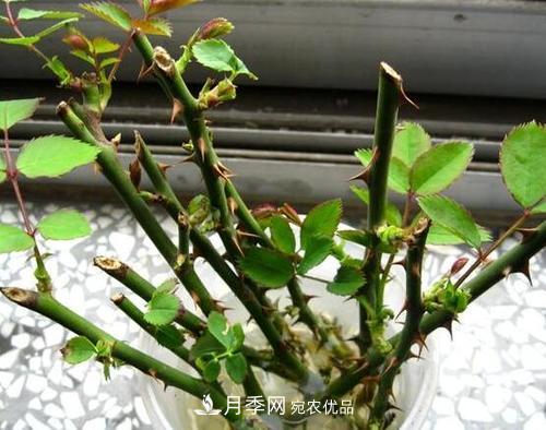 月季扦插水插法要點(diǎn)是什么？(圖1)