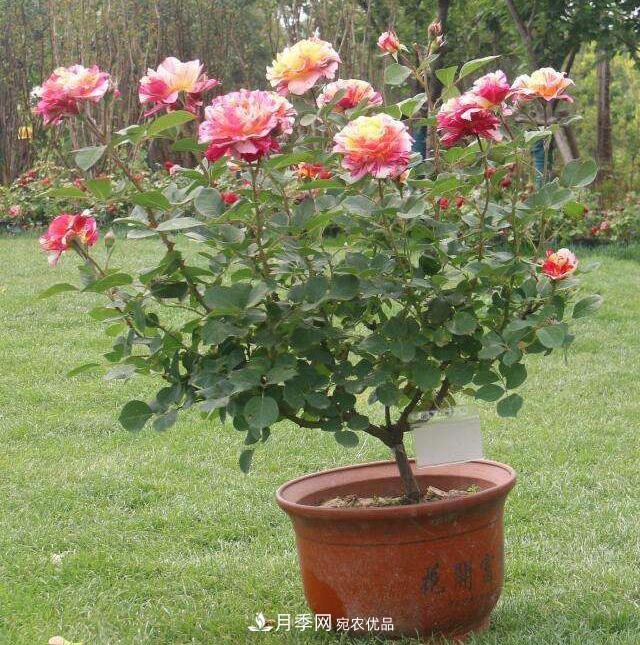 月季花的盆景月季制作方法簡(jiǎn)介(圖1)