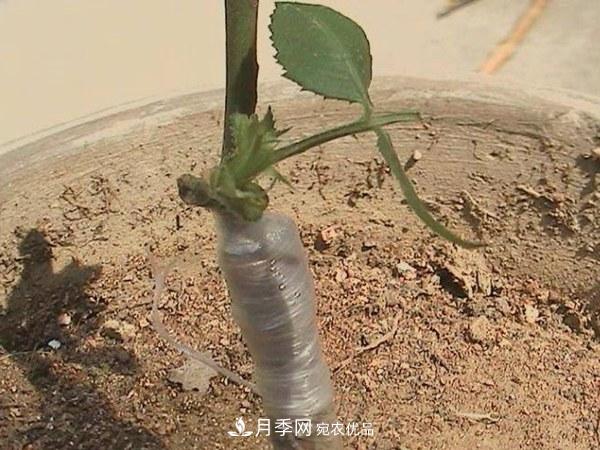 藤本月季有哪幾種嫁接方式？(圖2)
