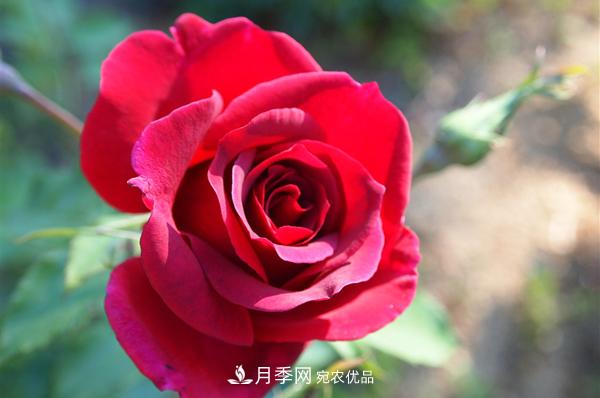 紅色月季花花語(yǔ)及寓意(圖1)