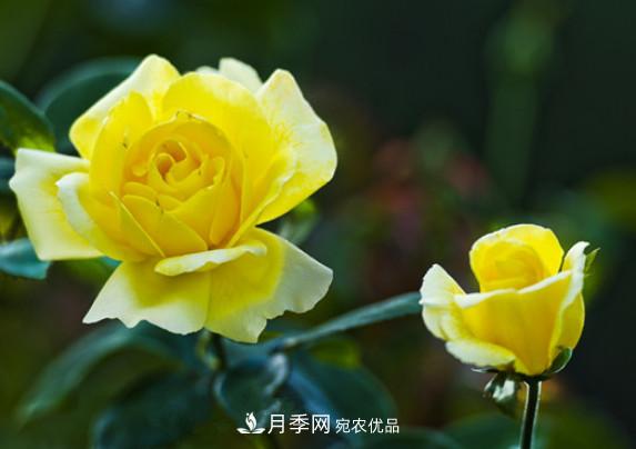 月季紅蜘蛛不可怕 做好預防走天下(圖1)
