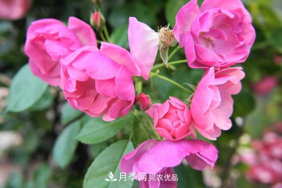 月季紅蜘蛛不可怕 做好預防走天下(圖2)