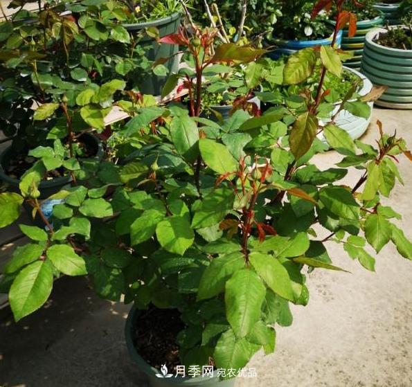 養的月季為什么不愛(ài)長(cháng)？這幾個(gè)原因***常見(jiàn)(圖1)