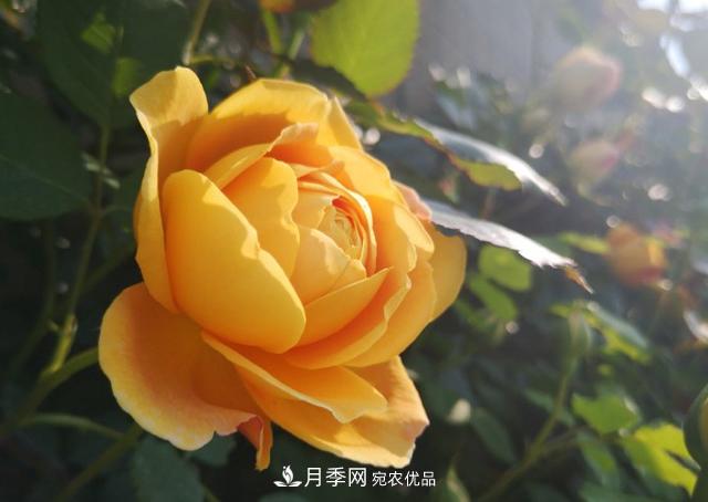 養的月季為什么不愛(ài)長(cháng)？這幾個(gè)原因***常見(jiàn)(圖2)