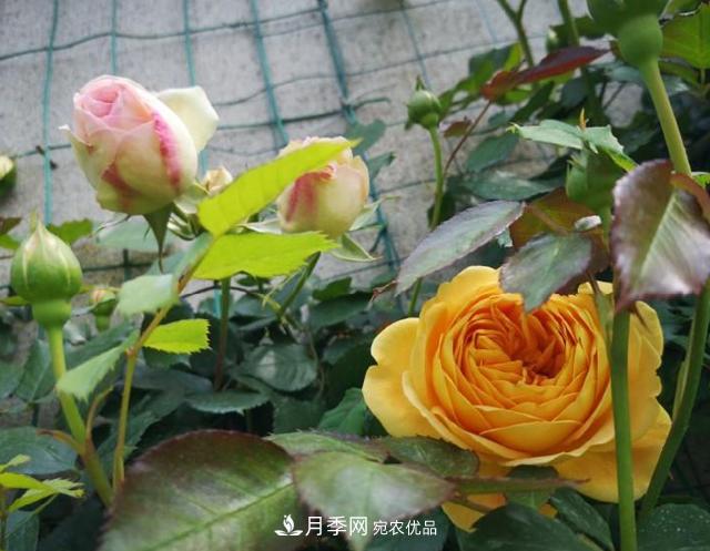 養的月季為什么不愛(ài)長(cháng)？這幾個(gè)原因***常見(jiàn)(圖3)