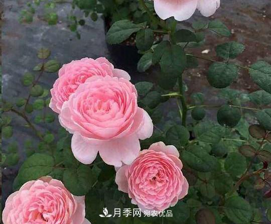 養的月季為什么不愛(ài)長(cháng)？這幾個(gè)原因***常見(jiàn)(圖4)