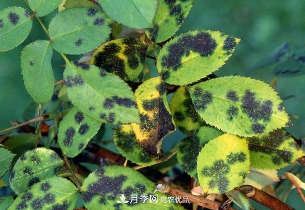 養的月季為什么不愛(ài)長(cháng)？這幾個(gè)原因***常見(jiàn)(圖5)