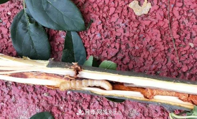 立秋后，園林養護一定要注意這4點(diǎn)，這樣苗木才能長(cháng)得好(圖4)