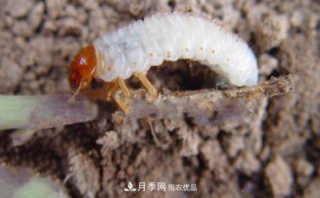 立秋后，園林養護一定要注意這4點(diǎn)，這樣苗木才能長(cháng)得好(圖5)