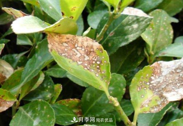 立秋后，園林養護一定要注意這4點(diǎn)，這樣苗木才能長(cháng)得好(圖3)