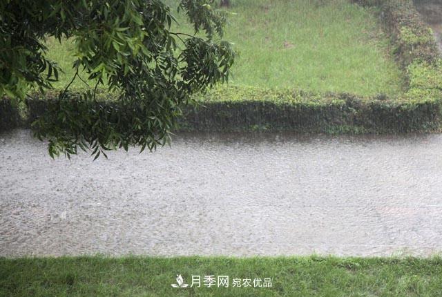 立秋后，園林養護一定要注意這4點(diǎn)，這樣苗木才能長(cháng)得好(圖2)