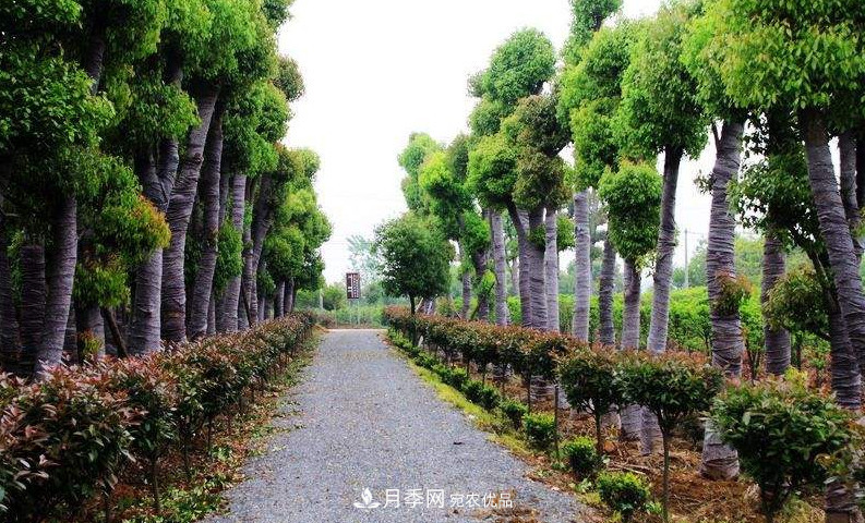2020年苗木生意到底要如何做下去？(圖1)