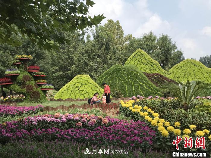 第十二屆北京菊花文化節開(kāi)幕 40萬(wàn)株菊花亮相(圖1)