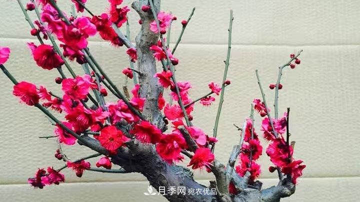 蠟梅花的養護方法(圖3)