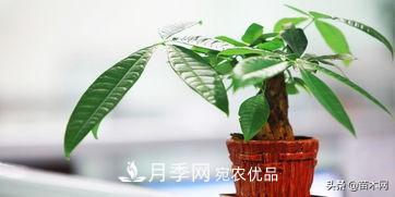 家里選擇這幾種花木，與什么風(fēng)格都搭配(圖3)