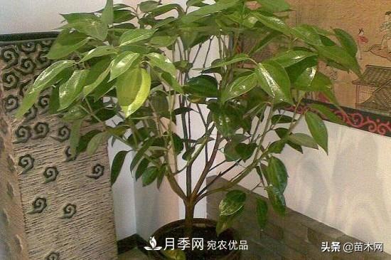 家里選擇這幾種花木，與什么風(fēng)格都搭配(圖1)