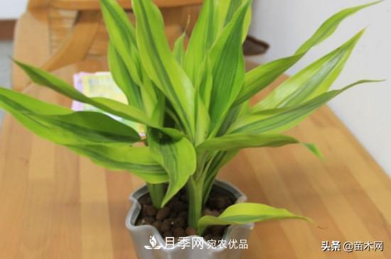 家里選擇這幾種花木，與什么風(fēng)格都搭配(圖2)