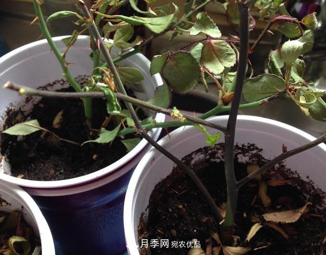 為何月季一剪就死？是修剪時(shí)間還是方法不對？月季修剪6大禁忌(圖2)