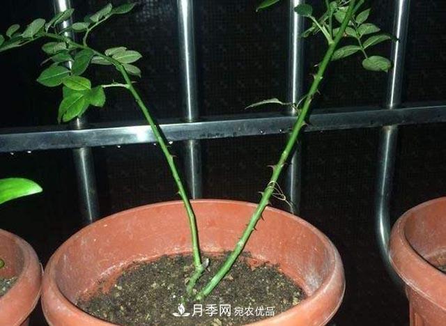 為何月季一剪就死？是修剪時(shí)間還是方法不對？月季修剪6大禁忌(圖3)