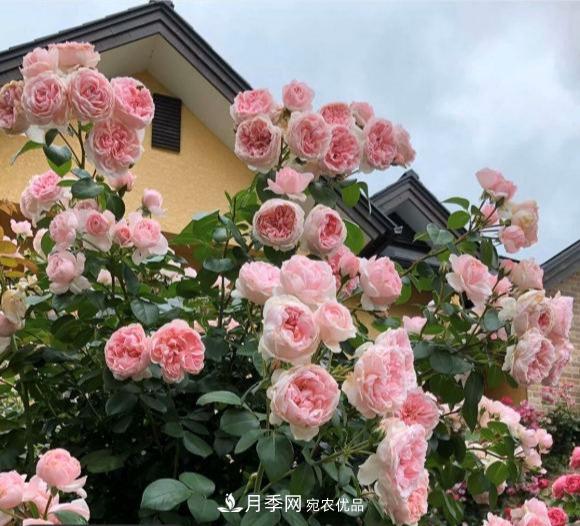 秋天養月季做好4方面，筍芽多開(kāi)花旺(圖1)