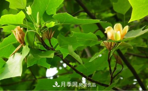 你所不了解的木蘭科植物，含笑，鵝掌楸，木蓮(圖2)