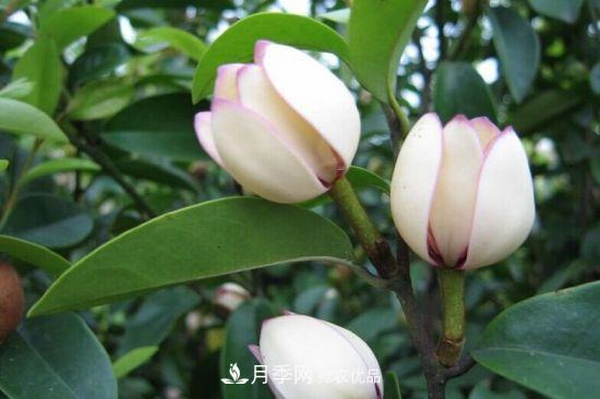 你所不了解的木蘭科植物，含笑，鵝掌楸，木蓮(圖1)