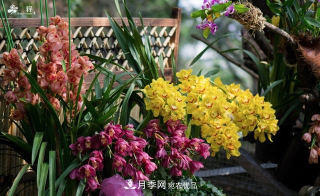 世界第二大植物家族，總共800個(gè)屬，說(shuō)一說(shuō)蘭花那點(diǎn)事(圖1)