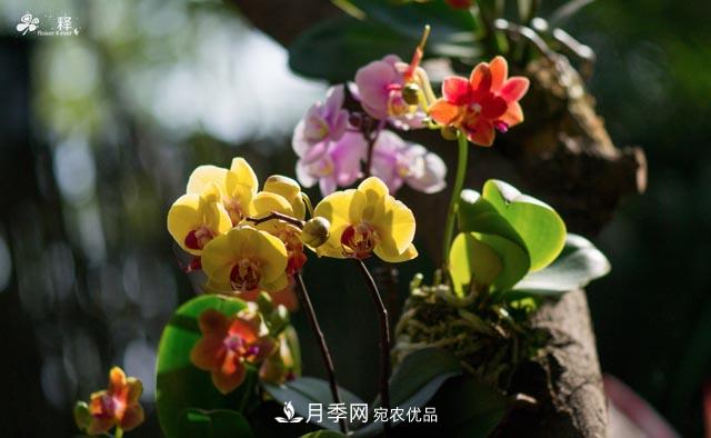 世界第二大植物家族，總共800個(gè)屬，說(shuō)一說(shuō)蘭花那點(diǎn)事(圖2)