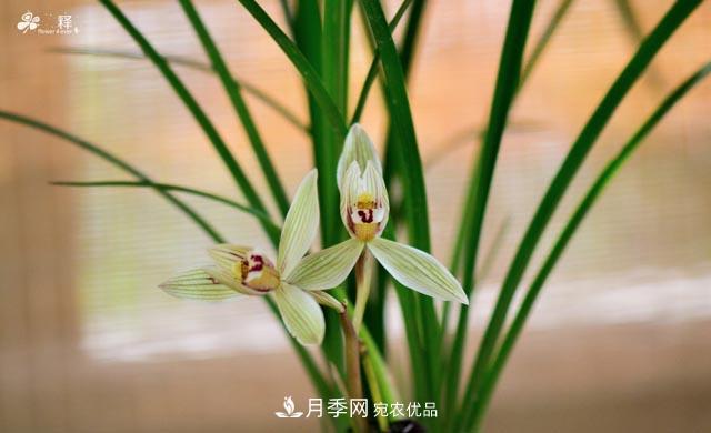 世界第二大植物家族，總共800個(gè)屬，說(shuō)一說(shuō)蘭花那點(diǎn)事(圖3)