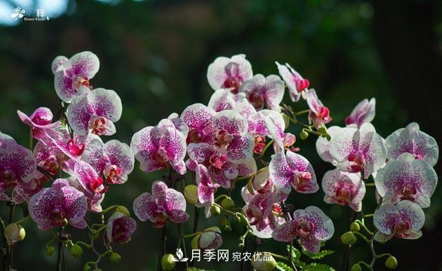 世界第二大植物家族，總共800個(gè)屬，說(shuō)一說(shuō)蘭花那點(diǎn)事(圖4)