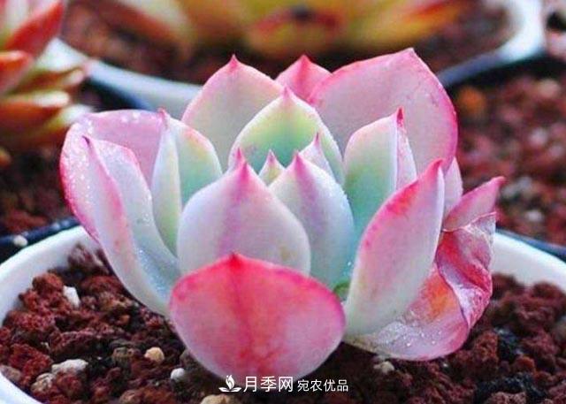 10月養多肉，記住16字“訣竅”，美出“新高度”(圖1)