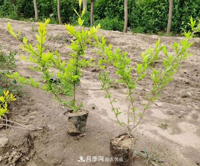 走進(jìn)紫葉水蠟孿生兄弟——金葉水蠟的世界(圖1) 走進(jìn)紫葉水蠟孿生兄弟——金葉水蠟的世界(圖1)