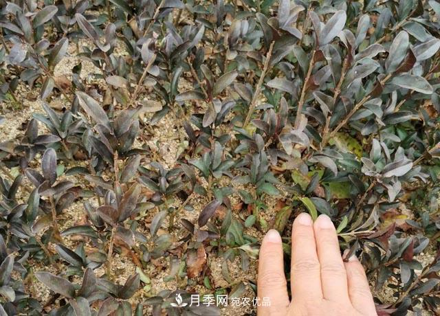 走進(jìn)紫葉水蠟孿生兄弟——金葉水蠟的世界(圖3) 走進(jìn)紫葉水蠟孿生兄弟——金葉水蠟的世界(圖3)