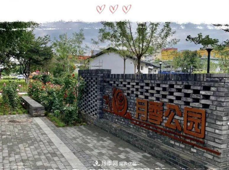 免費，景美，有兒童活動(dòng)區！北京密云月季公園，你去了嗎！(圖1)