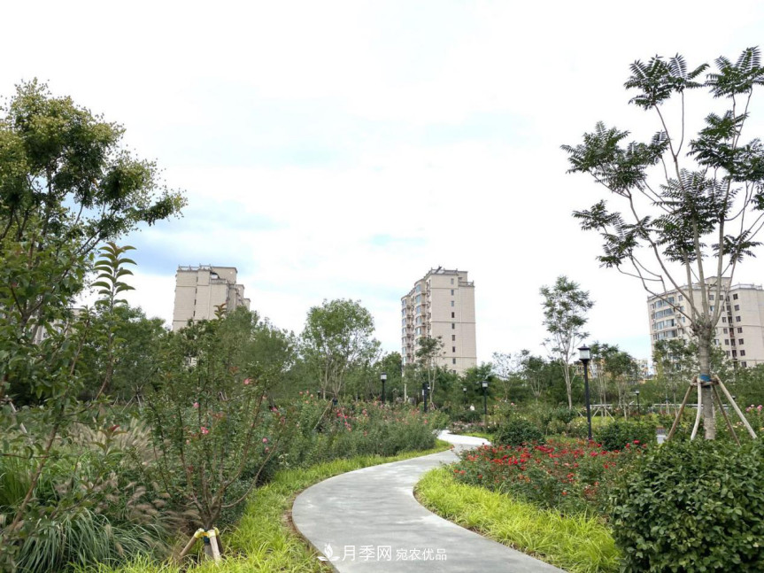 免費，景美，有兒童活動(dòng)區！北京密云月季公園，你去了嗎！(圖5)