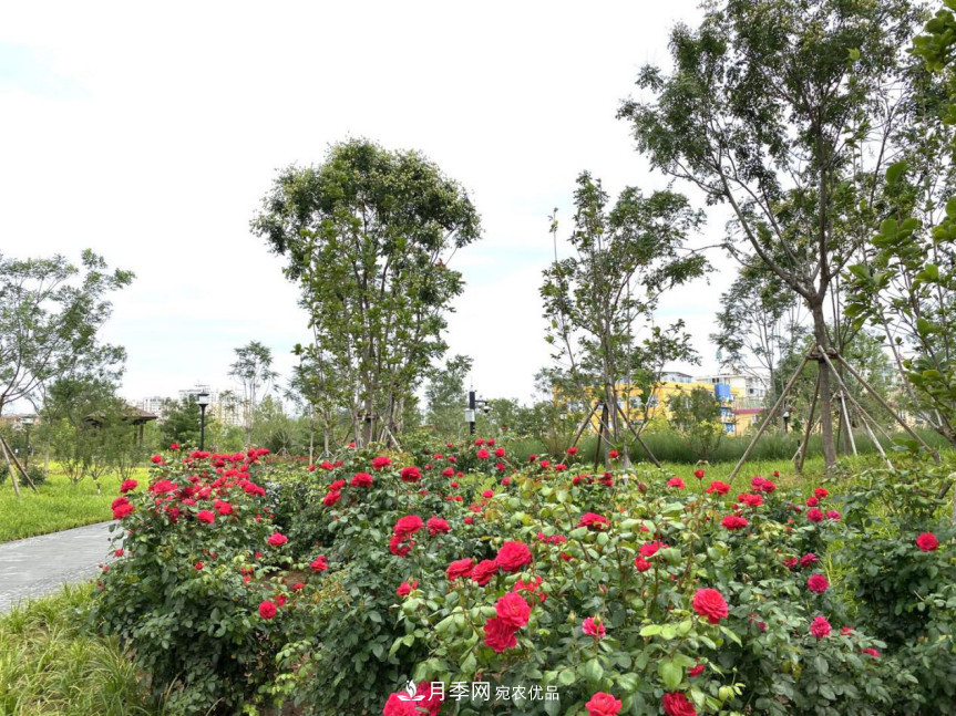 免費，景美，有兒童活動(dòng)區！北京密云月季公園，你去了嗎！(圖6)