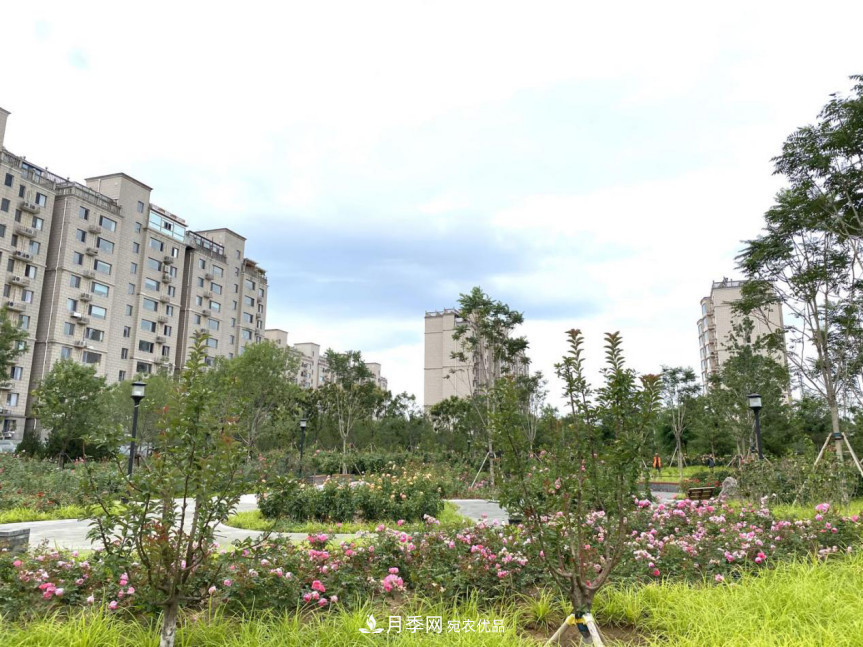 免費，景美，有兒童活動(dòng)區！北京密云月季公園，你去了嗎！(圖7)