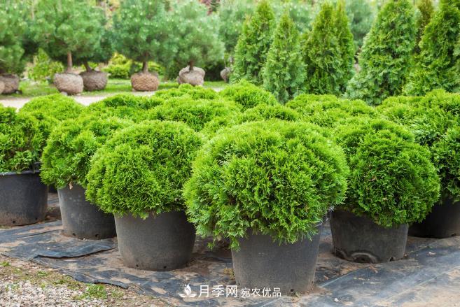 幾款常見(jiàn)的園林景觀(guān)苗木，配置在景觀(guān)中很漂亮(圖1)