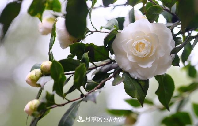 幾款常見(jiàn)的園林景觀(guān)苗木，配置在景觀(guān)中很漂亮(圖3)