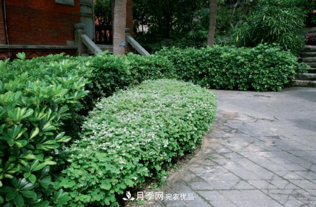 幾款常見(jiàn)的園林景觀(guān)苗木，配置在景觀(guān)中很漂亮(圖4)