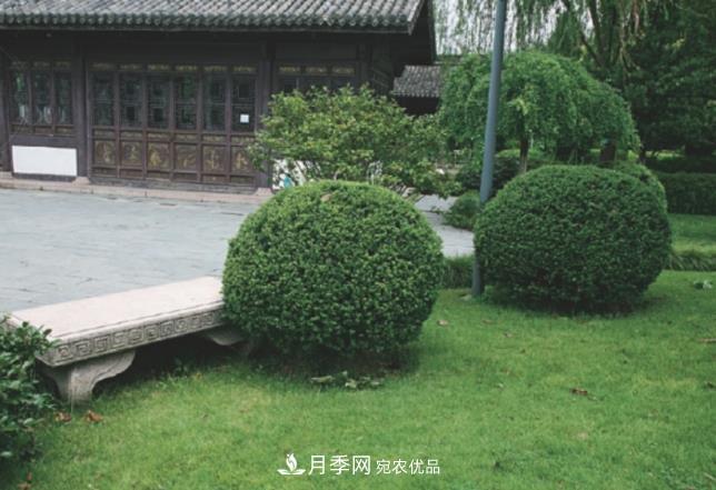 幾款常見(jiàn)的園林景觀(guān)苗木，配置在景觀(guān)中很漂亮(圖6)