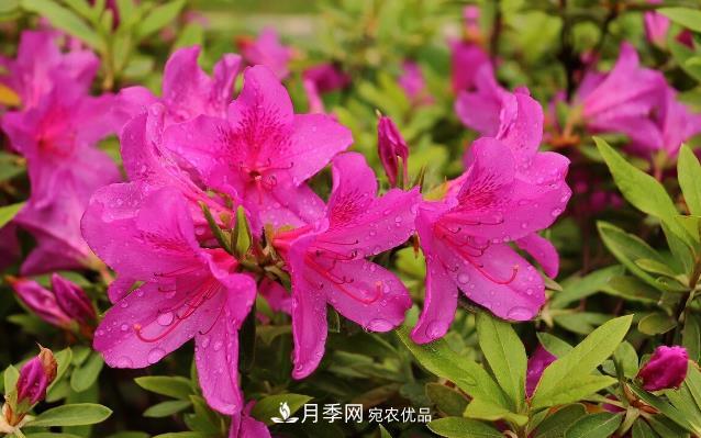 幾款常見(jiàn)的園林景觀(guān)苗木，配置在景觀(guān)中很漂亮(圖7)