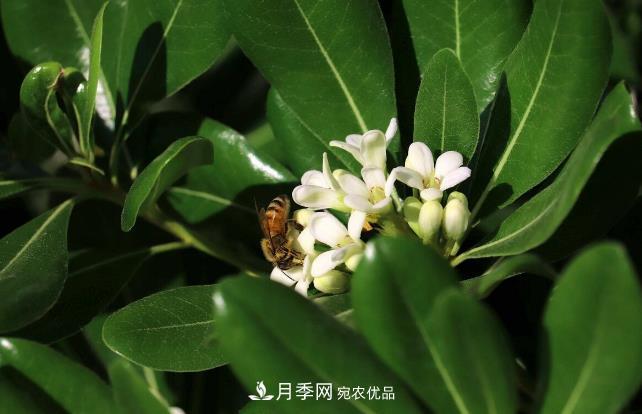 幾款常見(jiàn)的園林景觀(guān)苗木，配置在景觀(guān)中很漂亮(圖8)