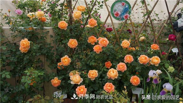 這樣養殖月季，開(kāi)花多多，不懂的朋友可以來(lái)看看講解(圖2)