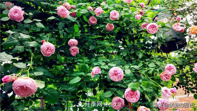這樣養殖月季，開(kāi)花多多，不懂的朋友可以來(lái)看看講解(圖1)