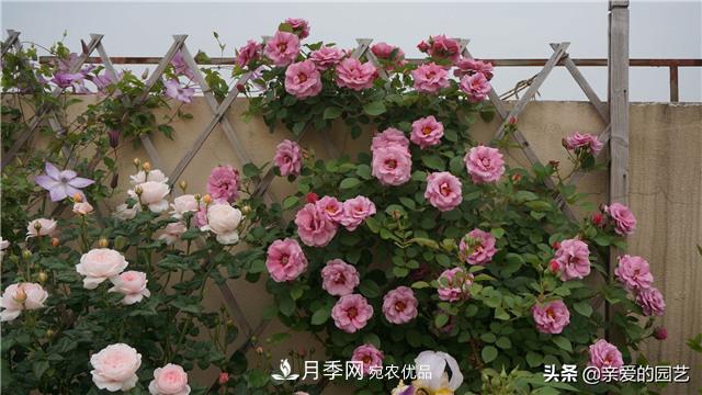 這樣養殖月季，開(kāi)花多多，不懂的朋友可以來(lái)看看講解(圖3)