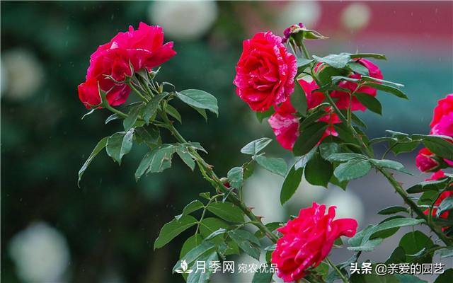 這樣養殖月季，開(kāi)花多多，不懂的朋友可以來(lái)看看講解(圖5)
