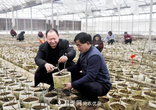 走近南陽(yáng)月季大師李付昌——月季花海弄潮兒(圖2)