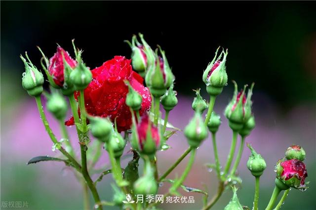 月季秋天如何養護？要“修”又要“防”，兩手抓才能長(cháng)勢良好(圖1)
