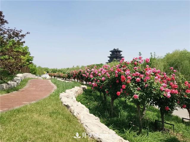 衡水街頭開(kāi)滿(mǎn)月季花，又香又美人人夸！(圖1)